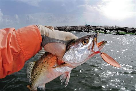 Best Spoons For Fishing: Options For Every Species .